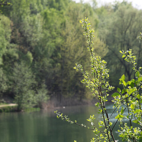 Niedringhaussee Wald wandern